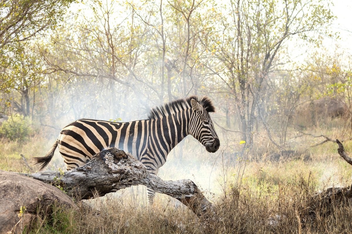 Sabi Sabi Benjamin Loon Zebra Standing Beside Smouldering Log