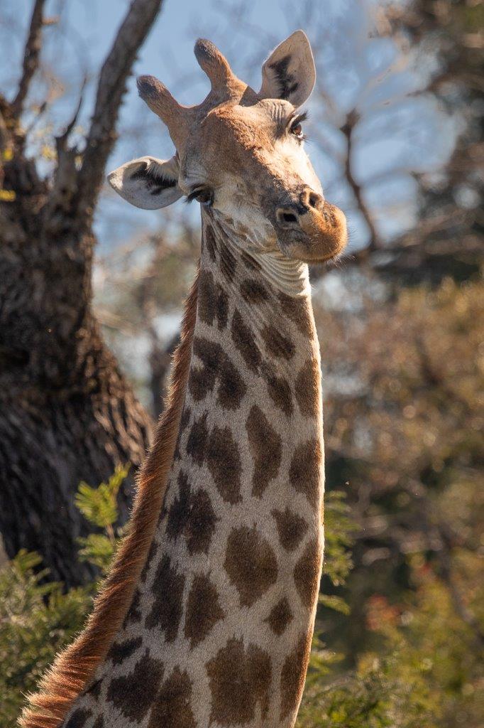 Giraffe Posing Jason Street Giraffe Posing Jason Street