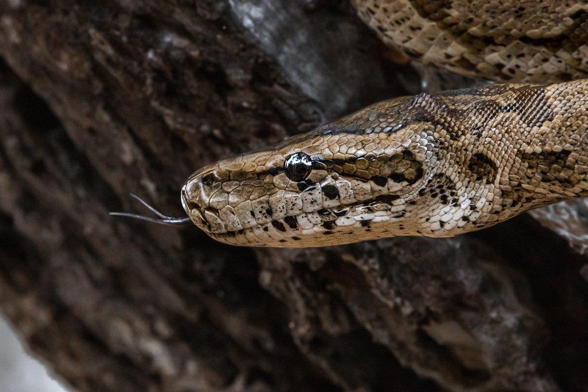 A stunning Southern African Python basked in the warmth of the morning sun A stunning Southern African Python basked in the warmth of the morning sun