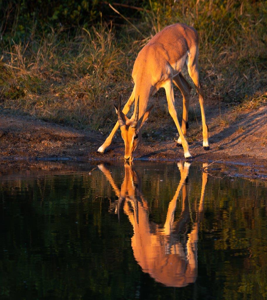 An impala's reflection is perfectly mirrored in the waterhole from which it drinks. An impala's reflection is perfectly mirrored in the waterhole from which it drinks.