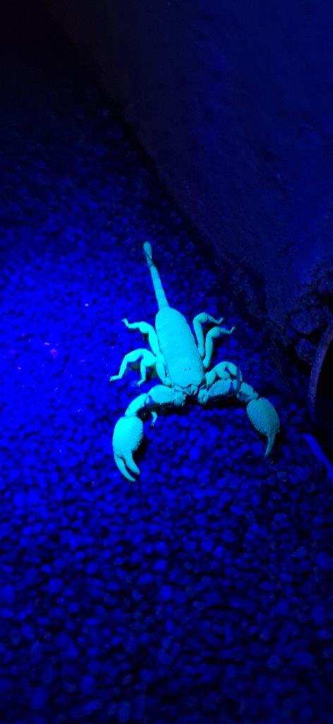 The fluorescence is thought to be caused by certain compounds in their exoskeleton The fluorescence is thought to be caused by certain compounds in their exoskeleton