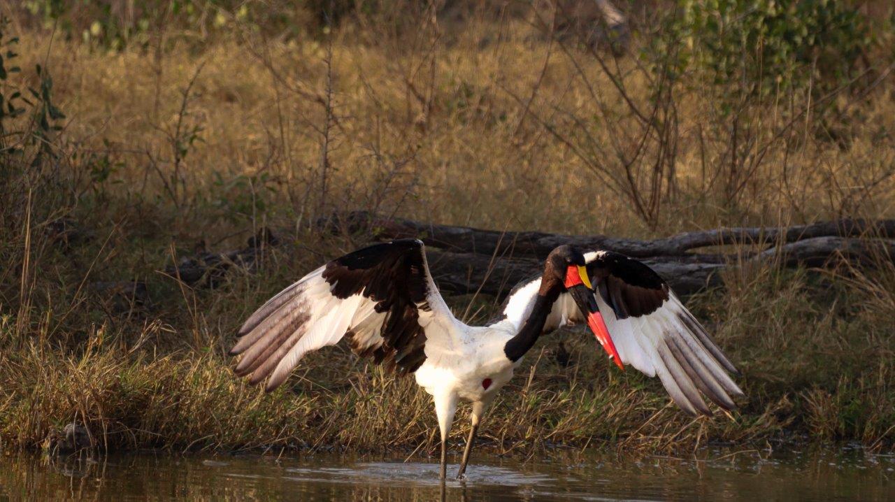 Saddle-billed Stork spreading its wings as it prepares to take flight over a drying water source. Saddle-billed Stork spreading its wings as it prepares to take flight over a drying water source.