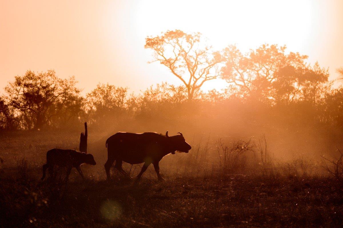 The dark silhouette of a buffalo in the foreground of a beautiful orange sun set. The dark silhouette of a buffalo in the foreground of a beautiful orange sun set.