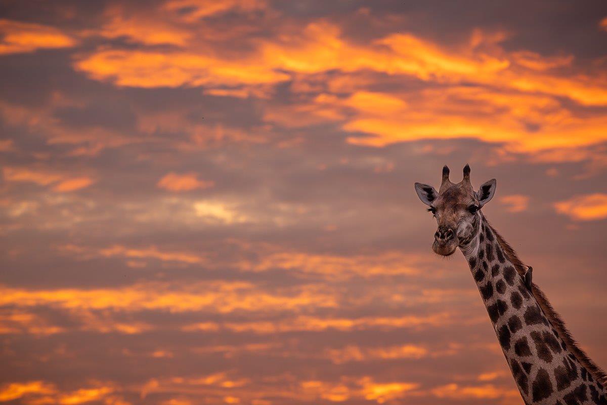 A giraffe pictured against an orange sunrise. A giraffe pictured against an orange sunrise.