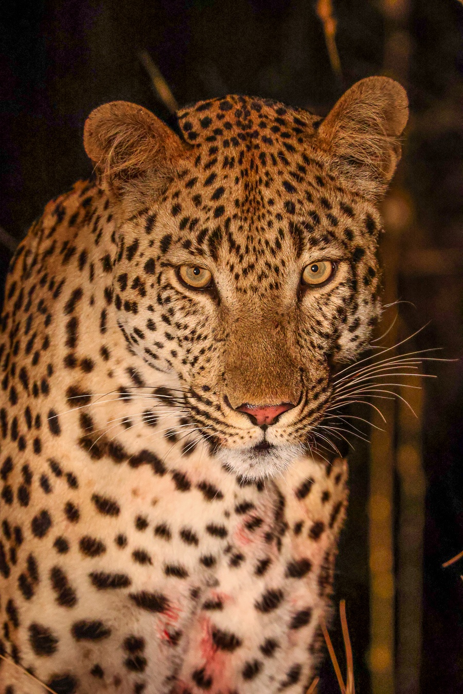 Sabi Sabi Ruan Mey Leopard Close Up Forward Sabi Sabi Ruan Mey Leopard Close Up Forward