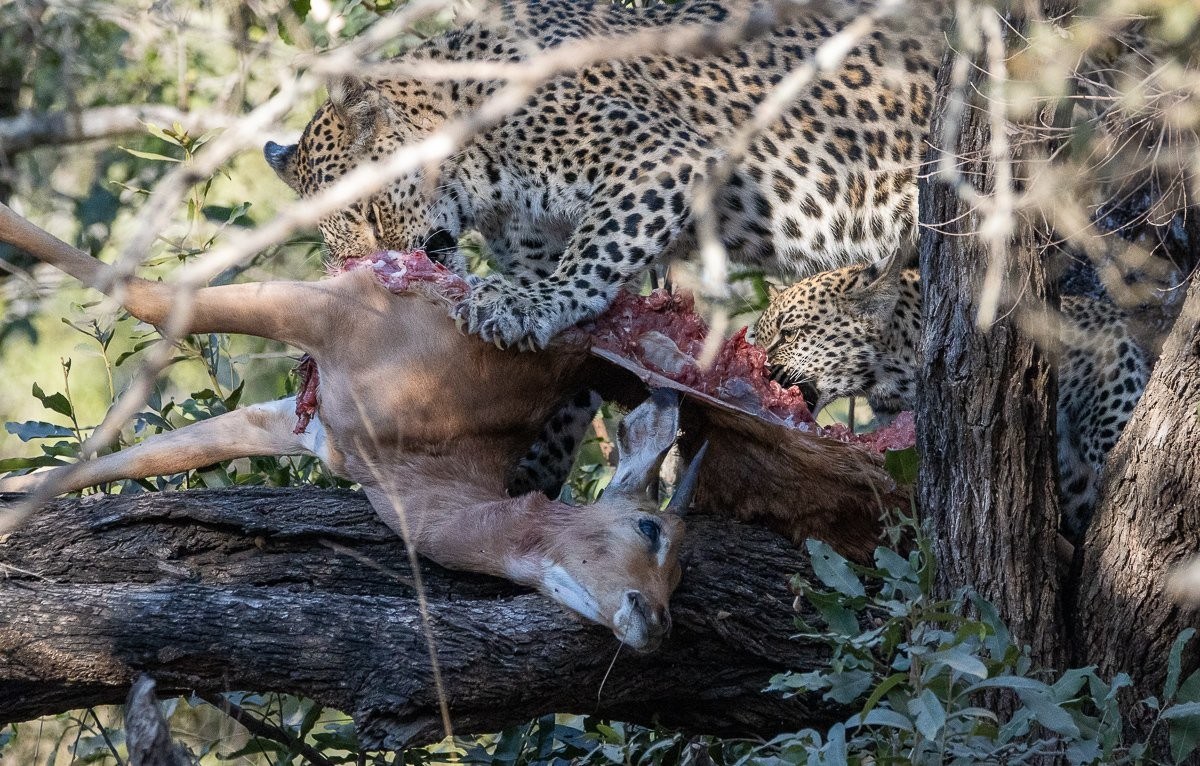 Sabi Sabi Ronald Mutero Golonyi With Kill Eating Sabi Sabi Ronald Mutero Golonyi With Kill Eating