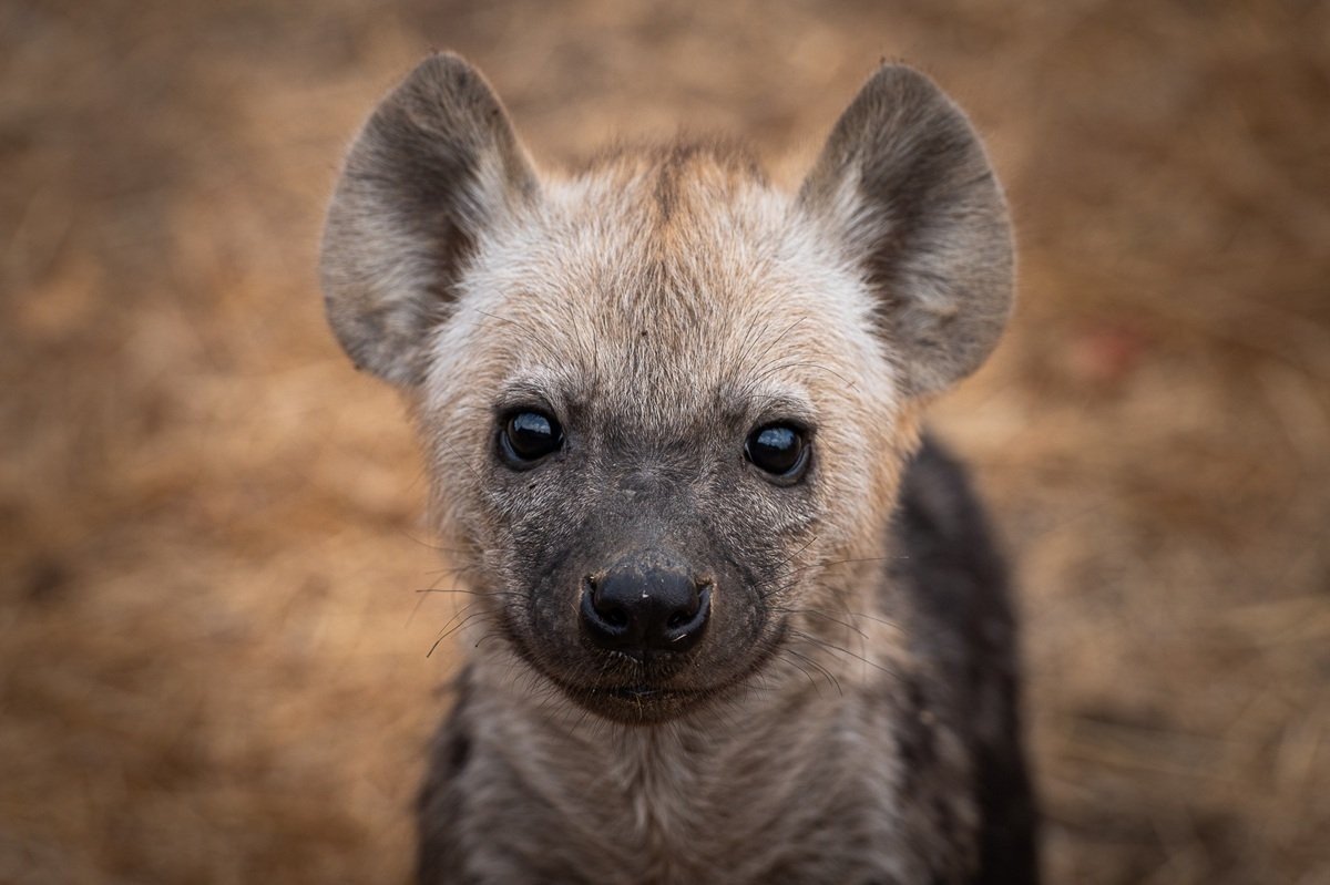 Sabi Sabi Jamiel Malherbe Hyena Sabi Sabi Jamiel Malherbe Hyena