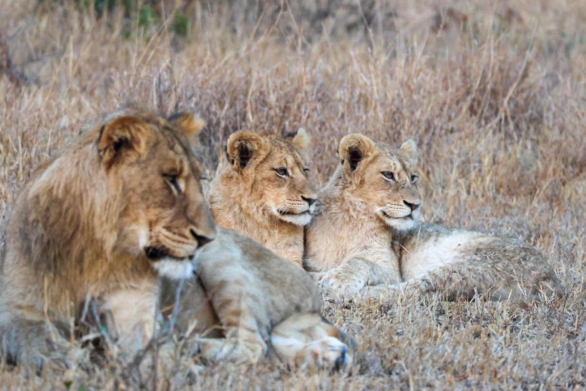 Sabi Sabi Jan Nel Msuthlu Lions Sabi Sabi Jan Nel Msuthlu Lions