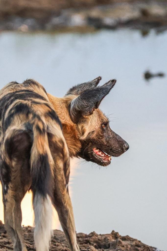 Wild dog spotted near a waterhole during a game drive from Sabi Sabi. Wild dog spotted near a waterhole during a game drive from Sabi Sabi.