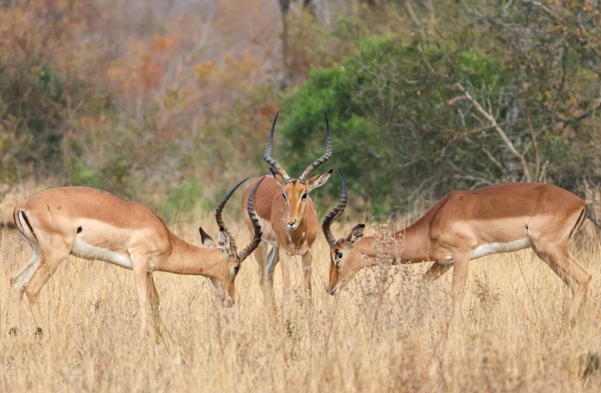 Sabi Sabi Jan Nel Impala Sabi Sabi Jan Nel Impala