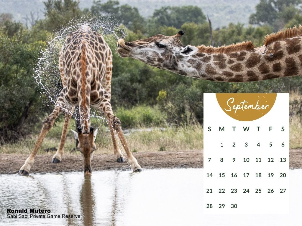 Sabi Sabi   Desktop Calendar   Sptember 2025