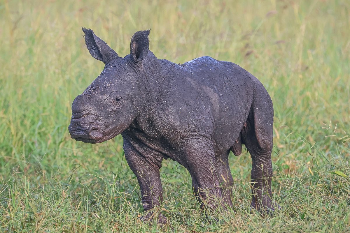 A rhino calf in the grasslands