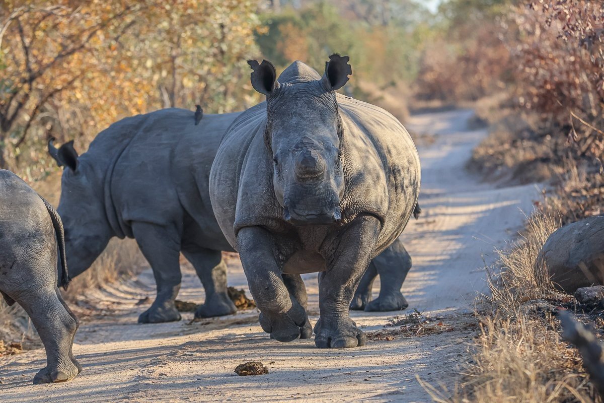 Rhinos walking in the road