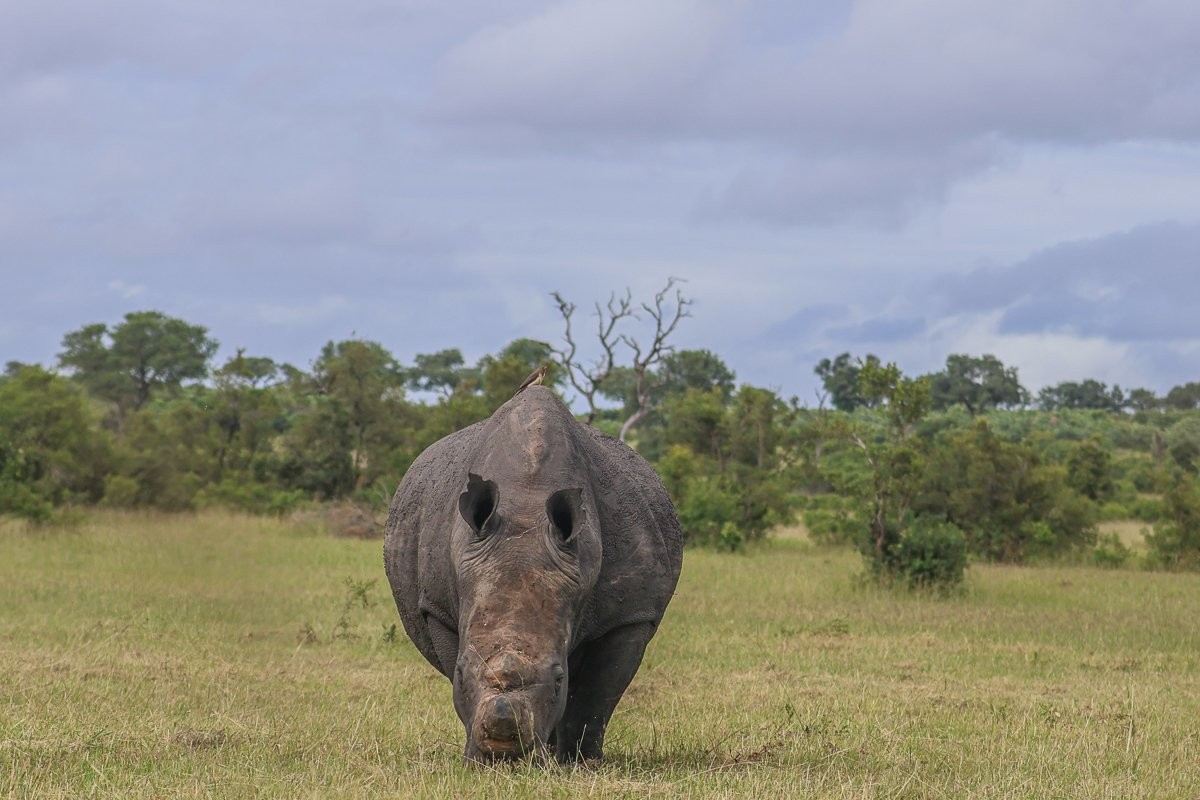Large rhino grazing in the open grasslands