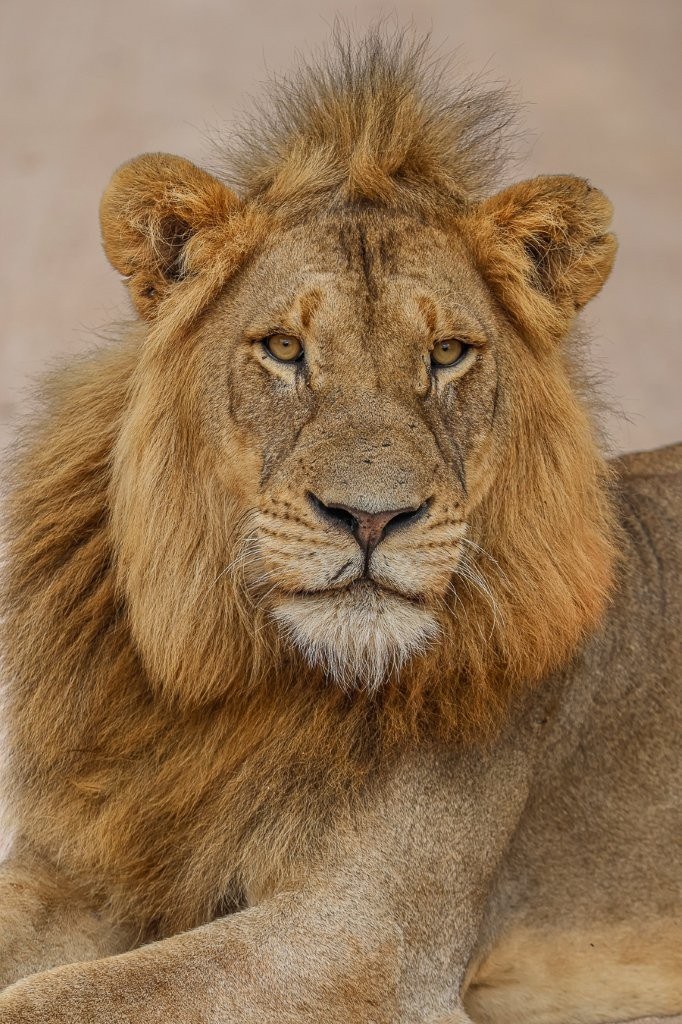 Sabi Sabi Ruan Mey Lion