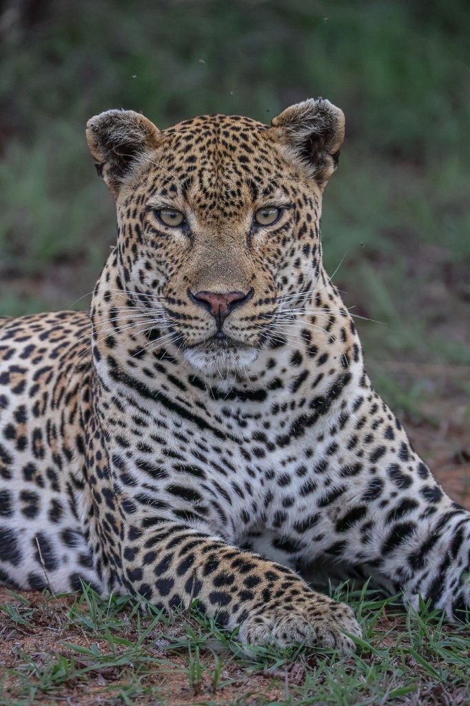 Khulwana leopard close up portrait.