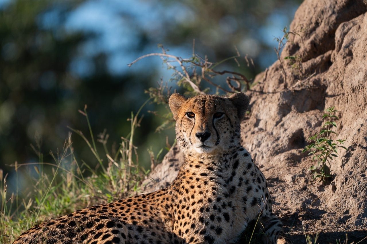Alert cheetah scanning open savanna for danger and prey.