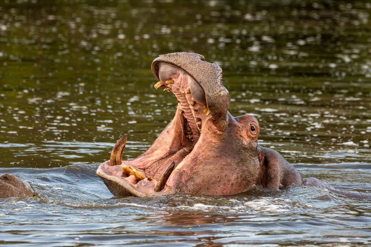 Mother hippo displaying its impressive tusks.