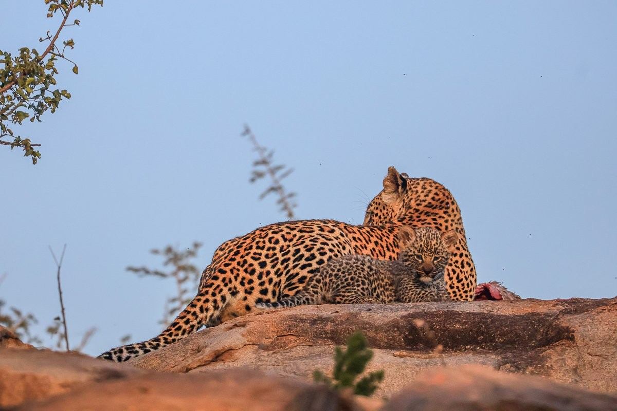 Sabi Sabi Ruan Mey Golonyi Leopard Mother