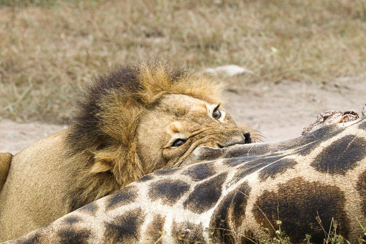 N’waswishaka male lion feeding on a large carcass in the reserve.