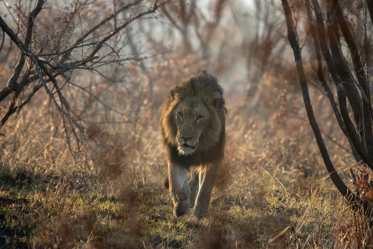N'waswishaka male lions accompanying the Msuthlu Pride while shadowing a buffalo herd.