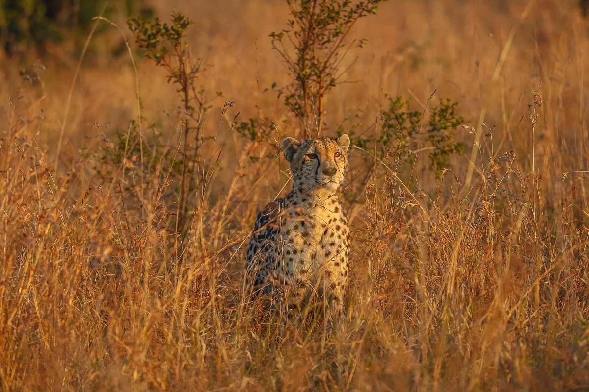 A female cheetah watching a herd of impalas while planning her hunting approach.