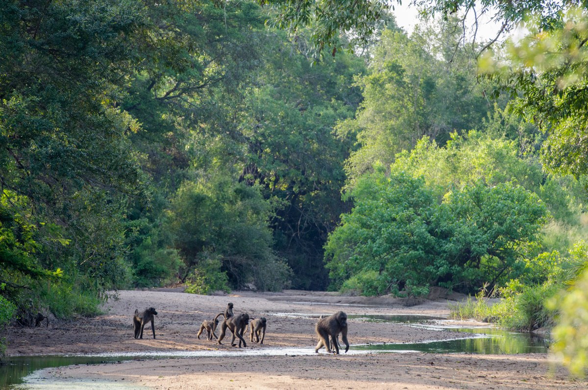 A troop of baboons navigating through terrain amongst forest trees