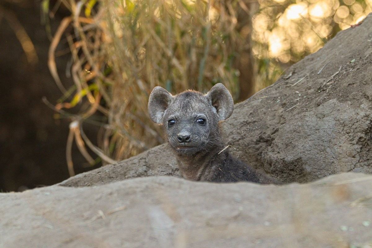 Young hyena cub playing outside its den