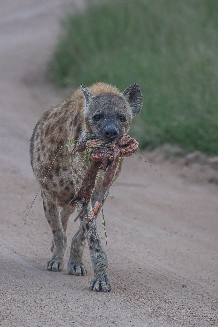 Spotted hyena walking in the African wilderness with scavenged food in its mouth
