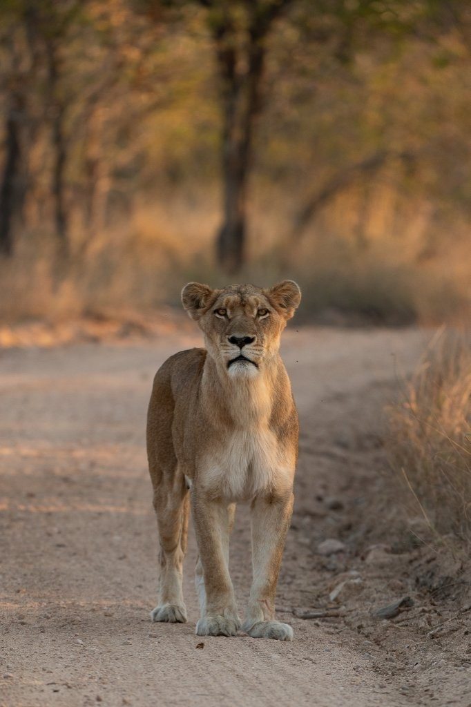 Sabi Sabi Viviane Ladner Southern Pride Lionesses Following Matriarch