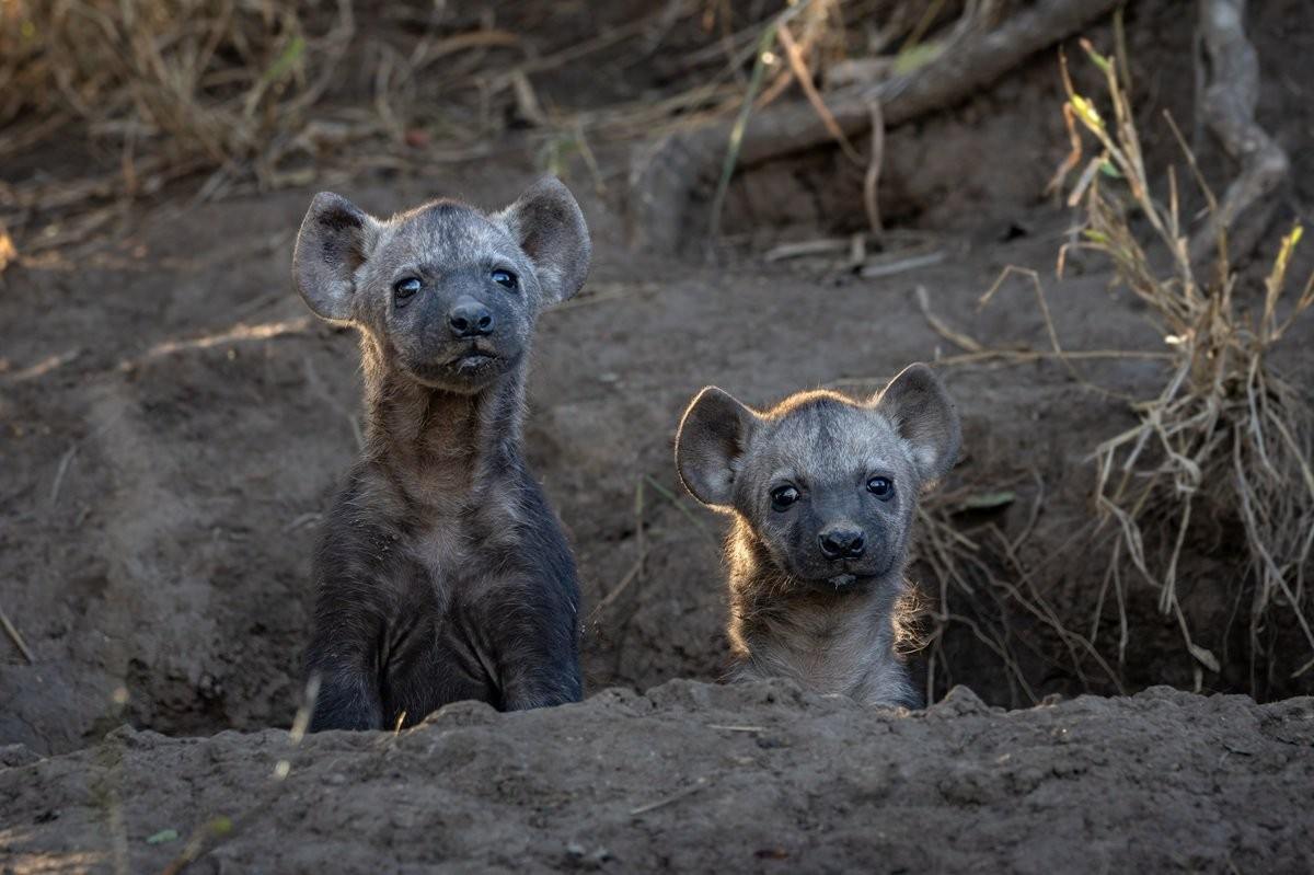 Sabi Sabi Benjamin Loon Hyena Cubs Playing With Mother