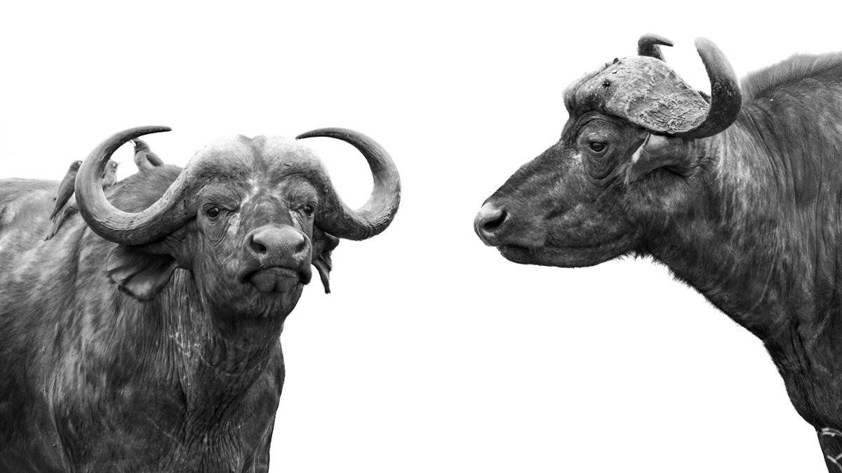 Large herd of buffalo moving through the bushveld.