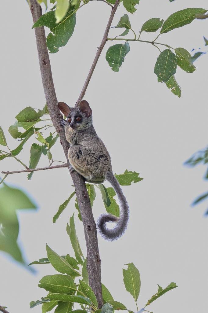 Bushbaby in the African bush in a tree.