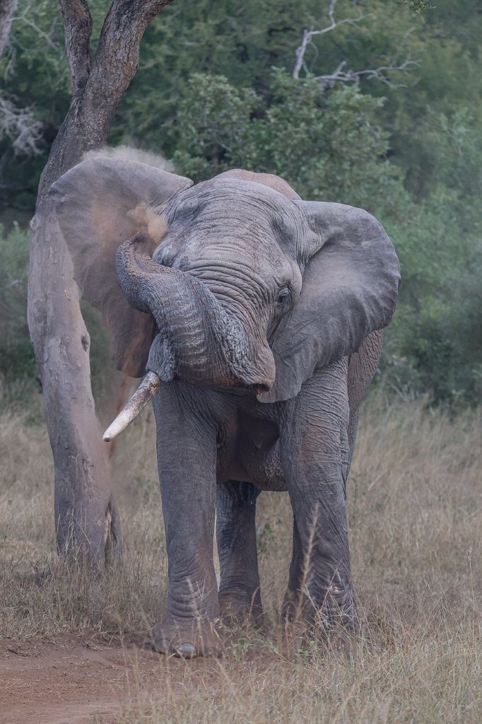 African elephant in its natural habitat at Sabi Sabi Private Game Reserve.