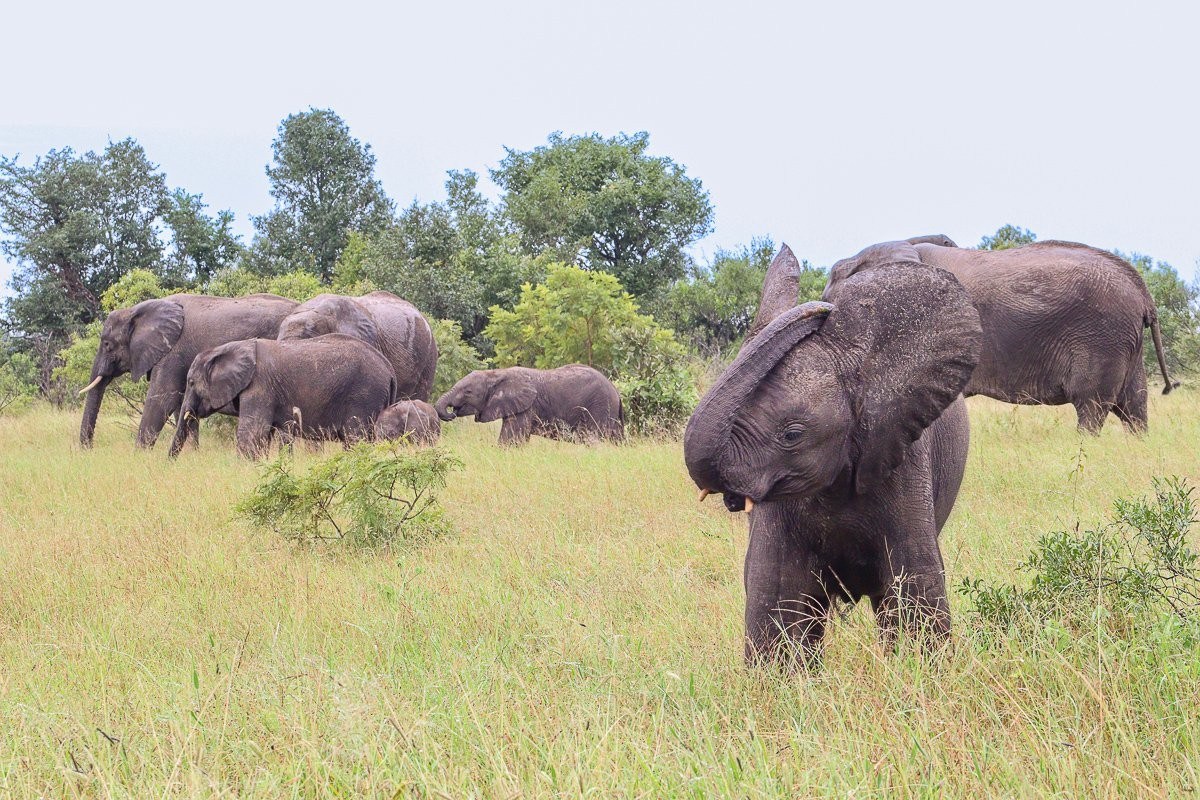 Two young elephant calves playing together as the herd crosses the plains