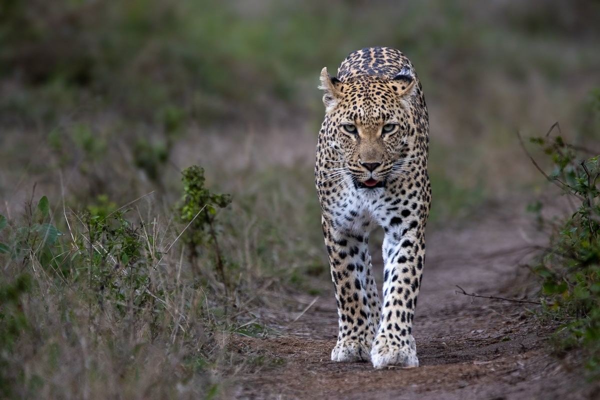 Golonyi leopardess walking along a dry riverbed 