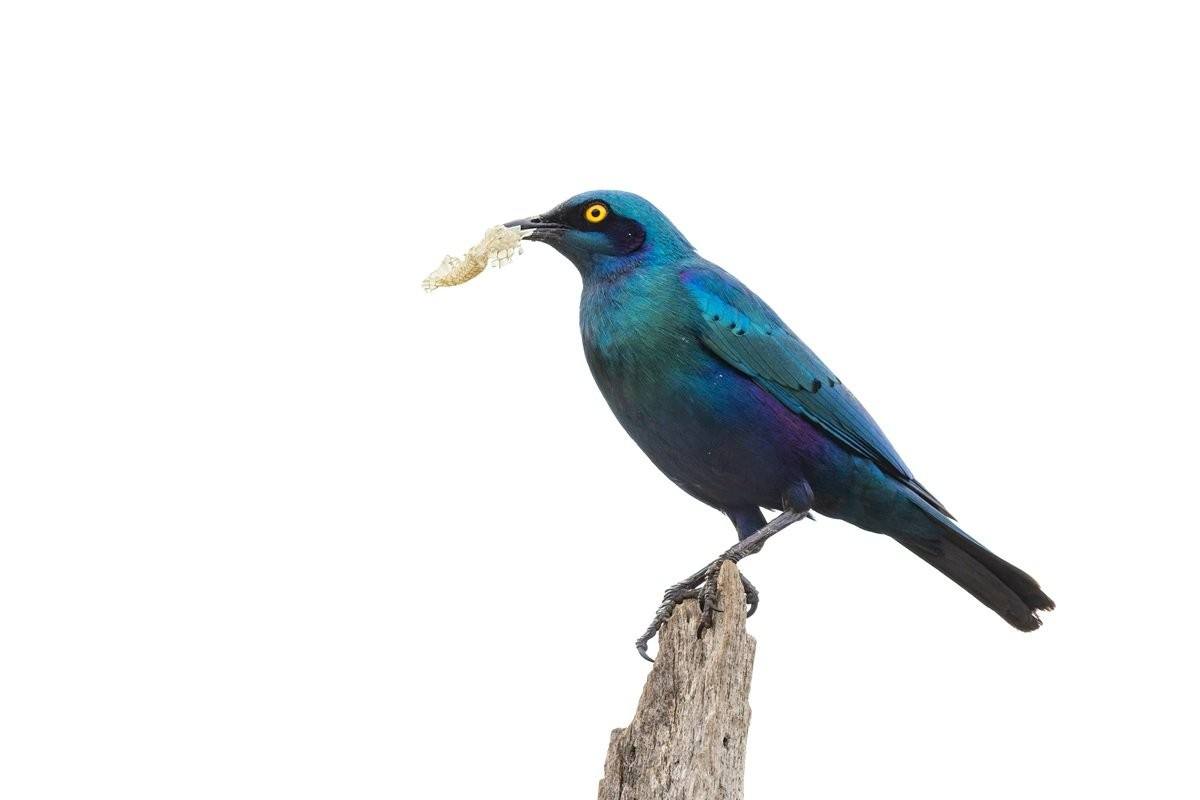 Greater blue-eared starling perched, holding a piece of snake skin in its beak