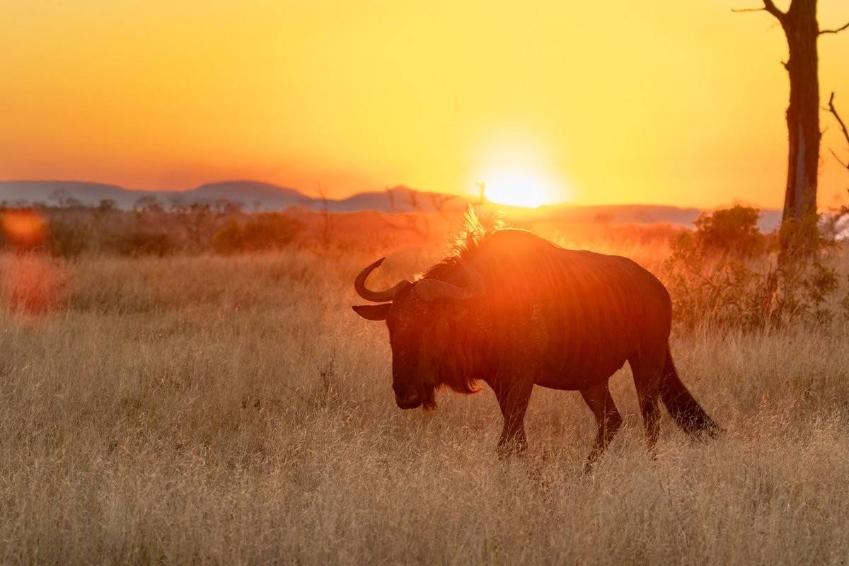 Wildebeest standing in the open plains in warm late-afternoon light