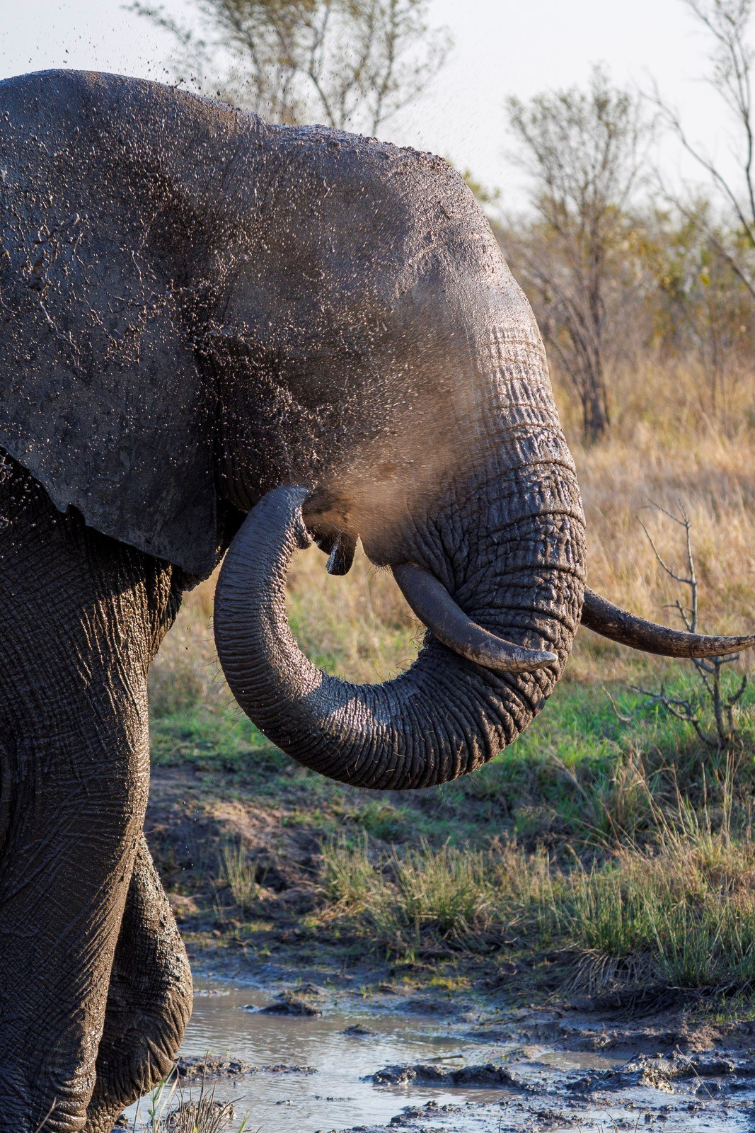 An African elephant using its trunk to spray water and mud over its head at a mud wallow