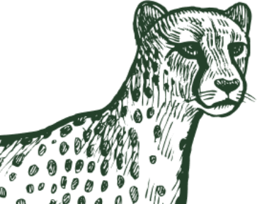 Bg Cheetah Face Bg Cheetah Face