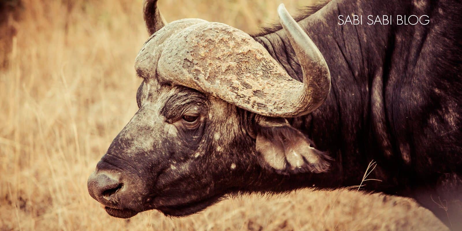 Buffaloblogopt Buffaloblogopt
