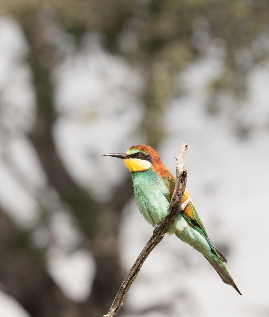 A33Jason Street   Bee Eater   120323 