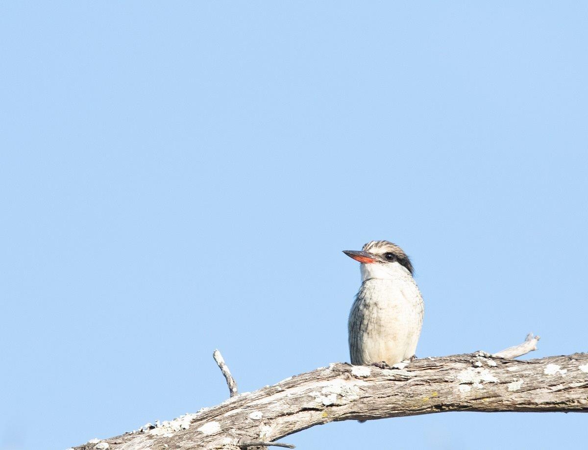 A48Jason Street   Kingfisher   210523