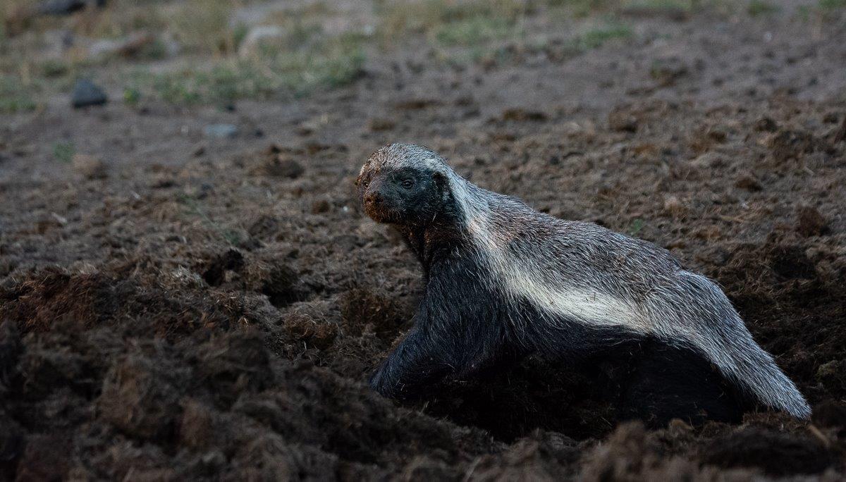 The feisty and courageous honey badger was a delight to see on a game drive during the day.