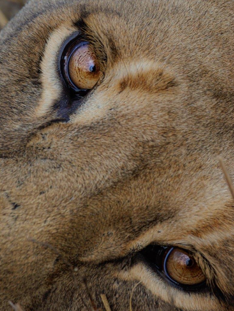 The stunning hazel eyes of the Talamati female lion. 