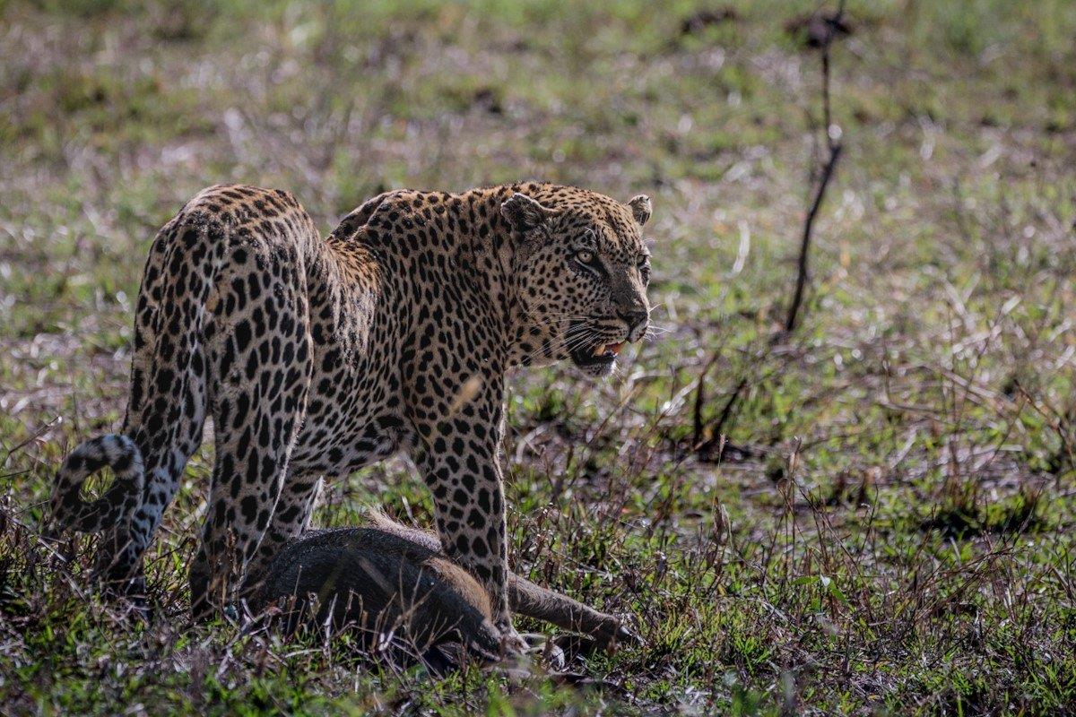 The leopard, known as Mawelawela, stands protectively over his kill. 