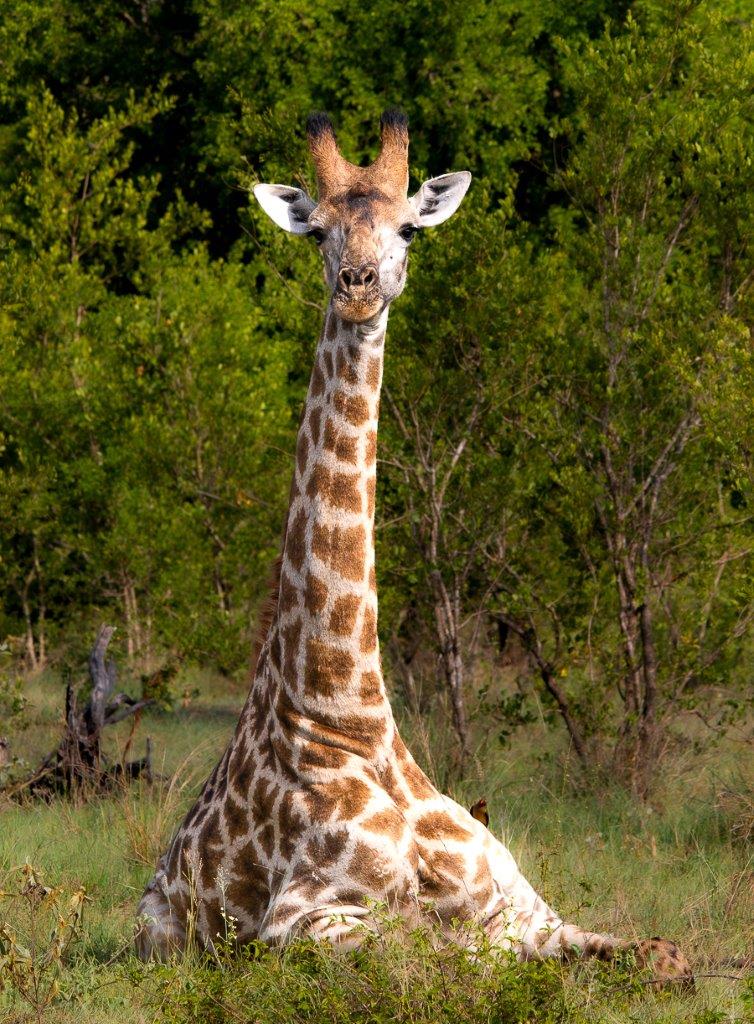 A rare sighting of a giraffe lying down. A rare sighting of a giraffe lying down.