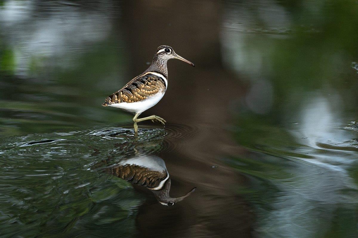 A Greater Painted Snipe wades through the water. 