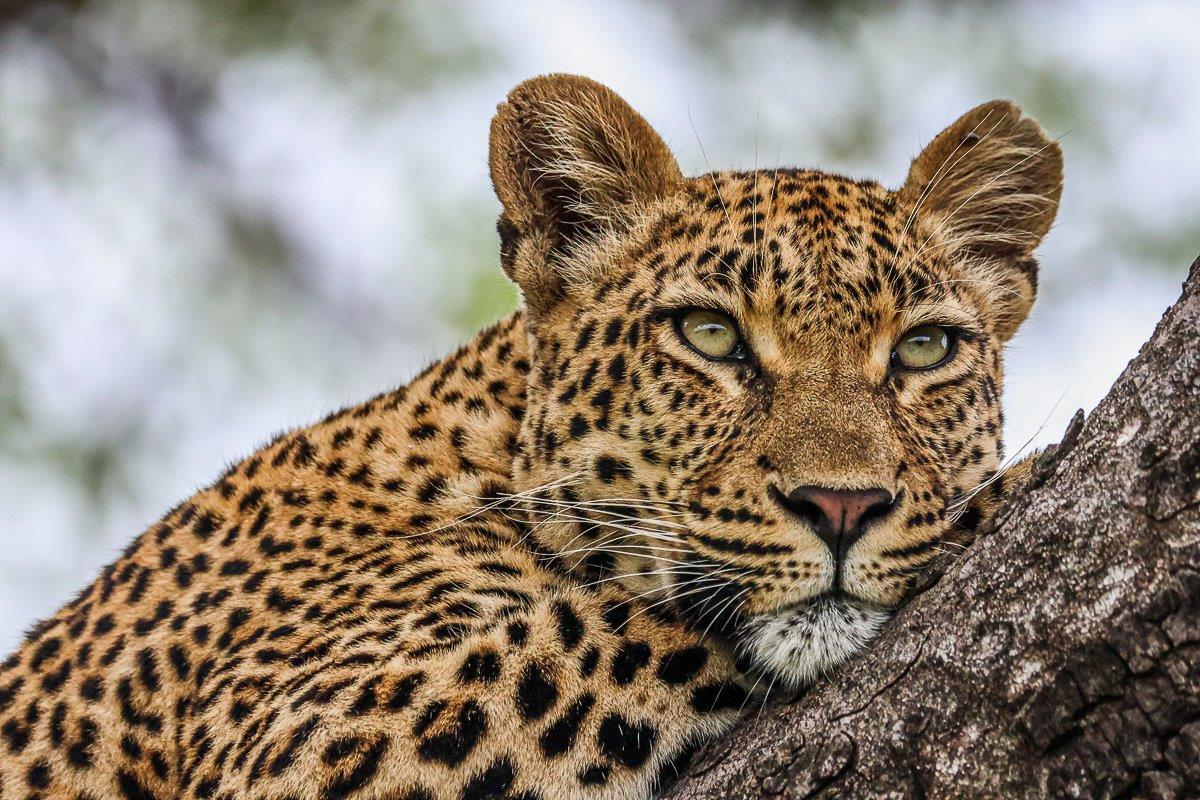 This female leoaprd, Golonyi, is still a youngster, only just over 3 years of age. This female leoaprd, Golonyi, is still a youngster, only just over 3 years of age.