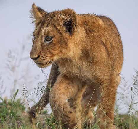 Lion cub being very active, playing and running across the open areas, Lion cub being very active, playing and running across the open areas,